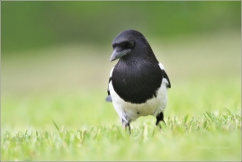 <p>STRAKA OBECNÁ (Pica pica) (Eurasian magpie - Elster/</p>